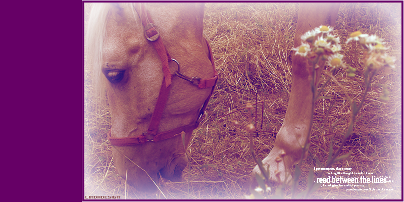.::My Horse Life::.